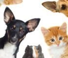 Pets em casa: atenção com fios e tomadas evita acidentes