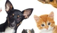 Pets em casa: atenção com fios e tomadas evita acidentes