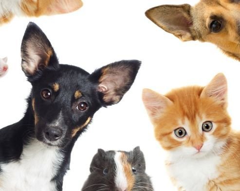 Pets em casa: atenção com fios e tomadas evita acidentes
