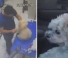 Tosador é indiciado após agredir cadelas com máquina de tosa em pet shop de Aparecida