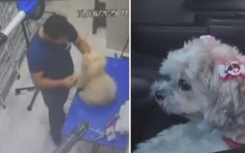 Tosador é indiciado após agredir cadelas com máquina de tosa em pet shop de Aparecida