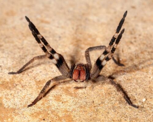 Aranha brasileira pode causar ereção prolongada e inspirar novo tratamento para impotência