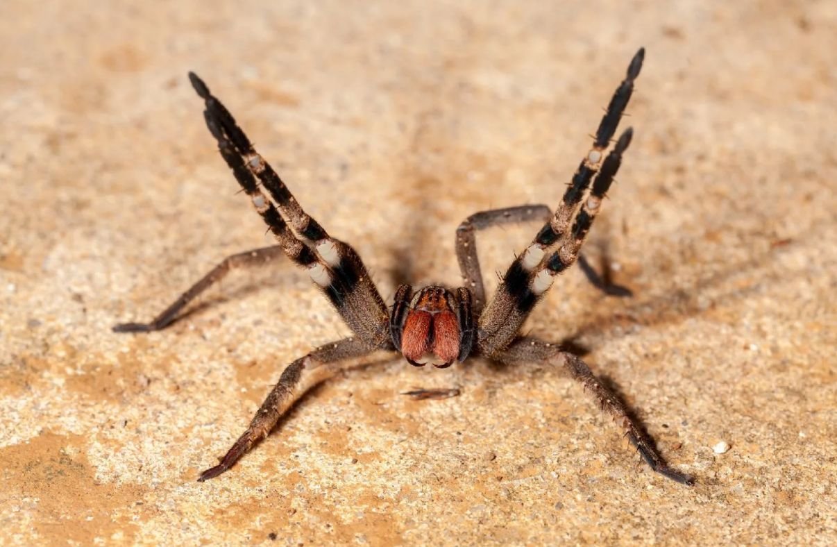 Aranha brasileira pode causar ereção prolongada e inspirar novo tratamento para impotência