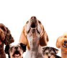 Goiânia recebe ação com 31 cães à espera de adoção