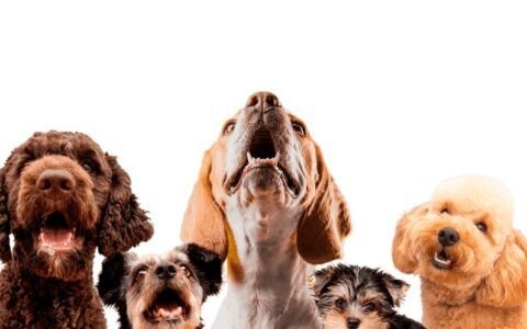 Goiânia recebe ação com 31 cães à espera de adoção