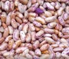 Goiás amplia produção de feijão e chega ao 2º lugar em produtividade