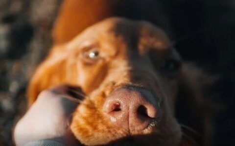 Prefeitura de Senador Canedo oferece 1.500 castrações gratuitas para pets