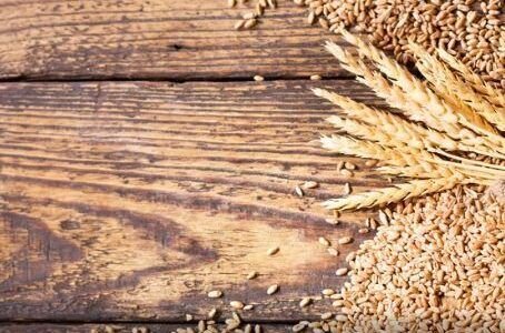 Agro cresce 11,7%, impulsiona PIB e ganha participação na economia