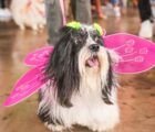 Carnaval pet mistura folia e adoção responsável em evento gratuito