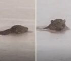 Vídeo mostra onça-pintada nadando no Rio Araguaia, no interior de Goiás