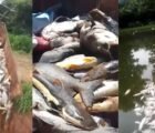 Cinco toneladas de peixes morrem após possível contaminação em área rural de Goiás