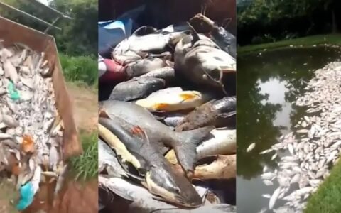 Cinco toneladas de peixes morrem após possível contaminação em área rural de Goiás
