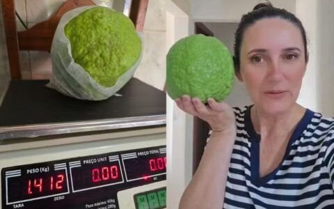 Fruta colhida em quintal de Vianópolis pesa mais de 1,4 kg e fica perto de recorde mundial