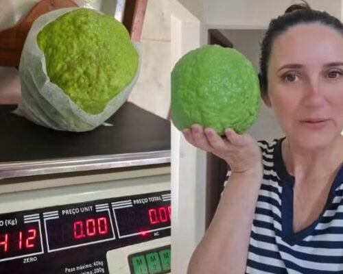 Fruta colhida em quintal de Vianópolis pesa mais de 1,4 kg e fica perto de recorde mundial