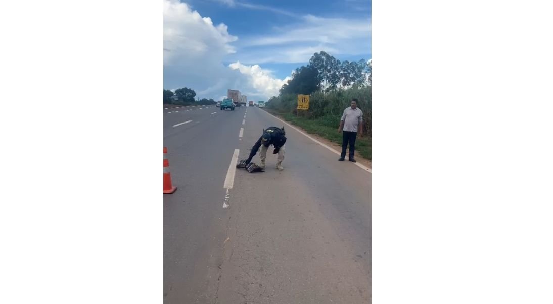 Jiboia na pista mobiliza PRF na BR-060 em Anápolis