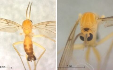 Goiás abre 1ª consulta pública do Brasil para avaliar risco de extinção de moscas e pernilongos