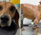 Cachorro queimado com líquido quente em Goiânia teve 40% do corpo atingido