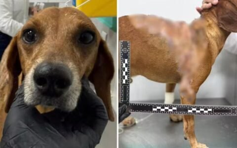 Cachorro queimado com líquido quente em Goiânia teve 40% do corpo atingido