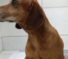 Mulher é indiciada após queimar 40% ddo corpo de cachorro em Goiânia