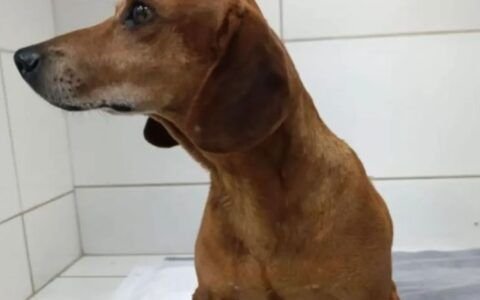 Mulher é indiciada após queimar 40% ddo corpo de cachorro em Goiânia