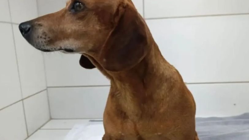 Mulher é indiciada após queimar 40% ddo corpo de cachorro em Goiânia