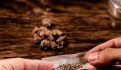 Estudo liga uso de cannabis na juventude a doenças mentais