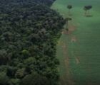 Brasil reduz em 42% perdas florestais em 2025, aponta estudo