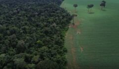 Brasil reduz em 42% perdas florestais em 2025, aponta estudo