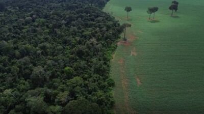 Brasil reduz em 42% perdas florestais em 2025, aponta estudo