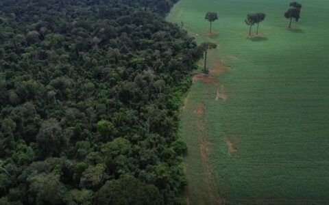 Brasil reduz em 42% perdas florestais em 2025, aponta estudo