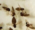 Goiás confirma 1º caso de febre Oropouche em Anápolis