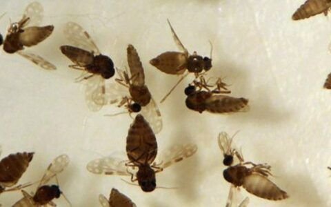 Goiás confirma 1º caso de febre Oropouche em Anápolis