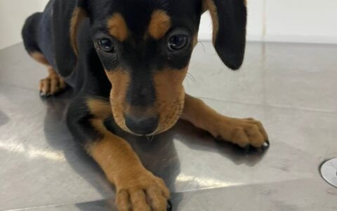 Parceria entre a Prefeitura de Aparecida de Goiânia e o Buriti Shopping promove encontro entre famílias e animais resgatados