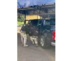 PRF apreende cocaína escondida em porta de caminhonete na BR-153