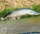 Regras para pesca do pirarucu mudam em Goiás