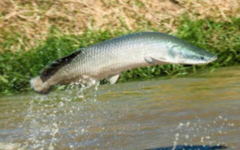 Regras para pesca do pirarucu mudam em Goiás