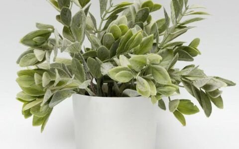 Bazar de plantas tem edição especial e preços a partir de R$ 2,99