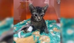 Psicólogo pega 9 anos por matar 17 gatos e gera revolta