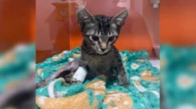 Psicólogo pega 9 anos por matar 17 gatos e gera revolta