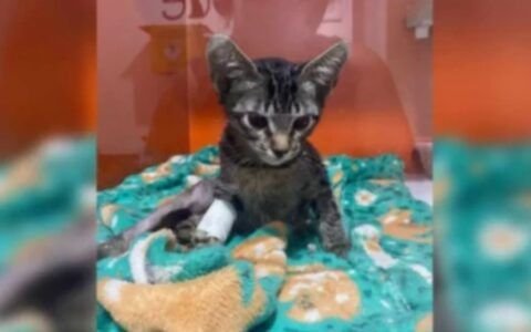 Psicólogo pega 9 anos por matar 17 gatos e gera revolta