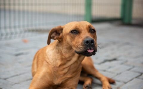 Hospital lança campanha para adoção de cães em Goiânia