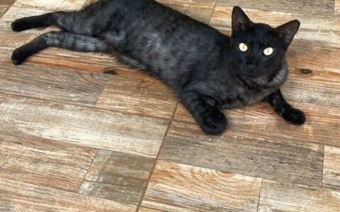 Evento em Goiânia promove adoção de cães e gatos neste sábado