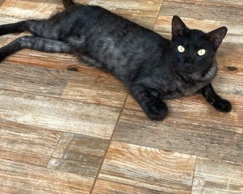 Evento em Goiânia promove adoção de cães e gatos neste sábado