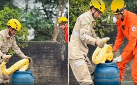 Cobra de 4 metros é resgatada e entregue a suposto dono