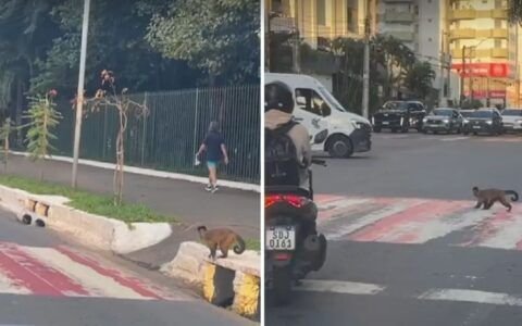 Macaco surpreende ao atravessar faixa como pedestre em Goiânia