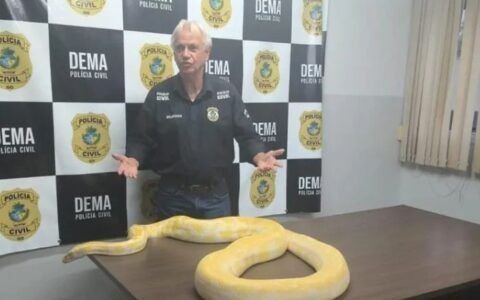 Píton vista em rua escapou antes de apresentação, diz polícia