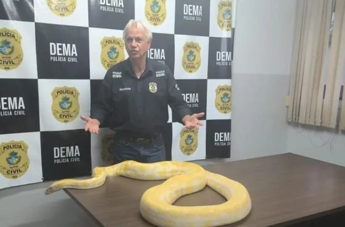 Píton vista em rua escapou antes de apresentação, diz polícia