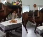 Animal reage em velório e comove despedida de idoso