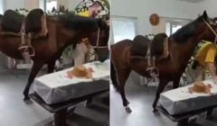 Animal reage em velório e comove despedida de idoso
