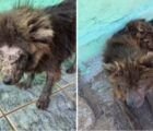Polícia resgata chow-chows em estado grave e prende tutora em Goiânia